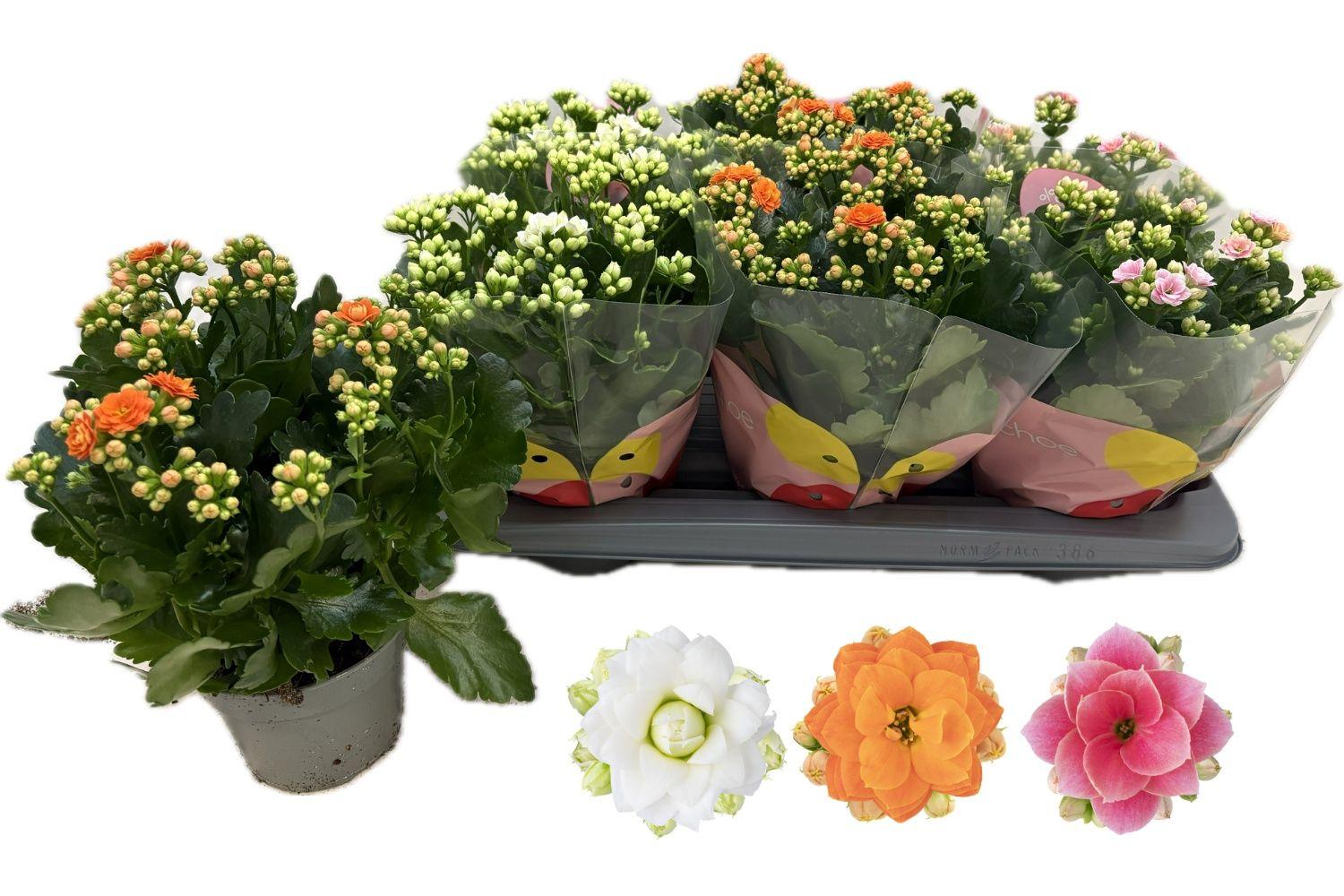 Горшечные цветы и растения оптом Kal Ge Rf Gem 3 Kl от 6шт из Голландии с доставкой по России