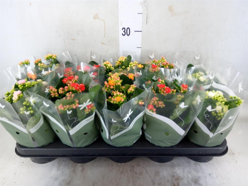 Горшечные цветы и растения оптом Kalanchoe Blos.   ..rosebud Mix от 10шт из Голландии с доставкой по России