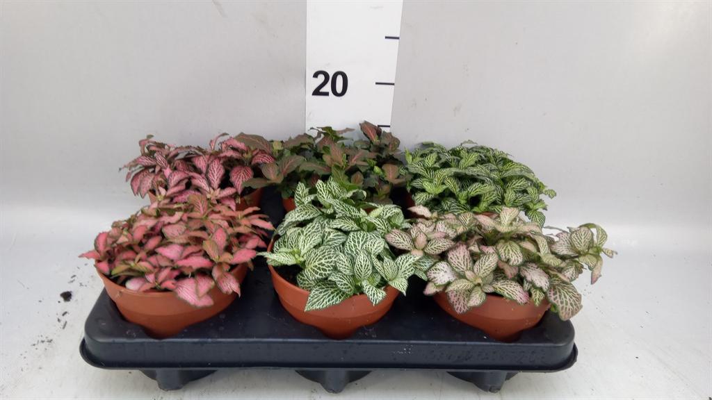 Горшечные цветы и растения оптом Fittonia Mix от 6шт из Голландии с доставкой по России