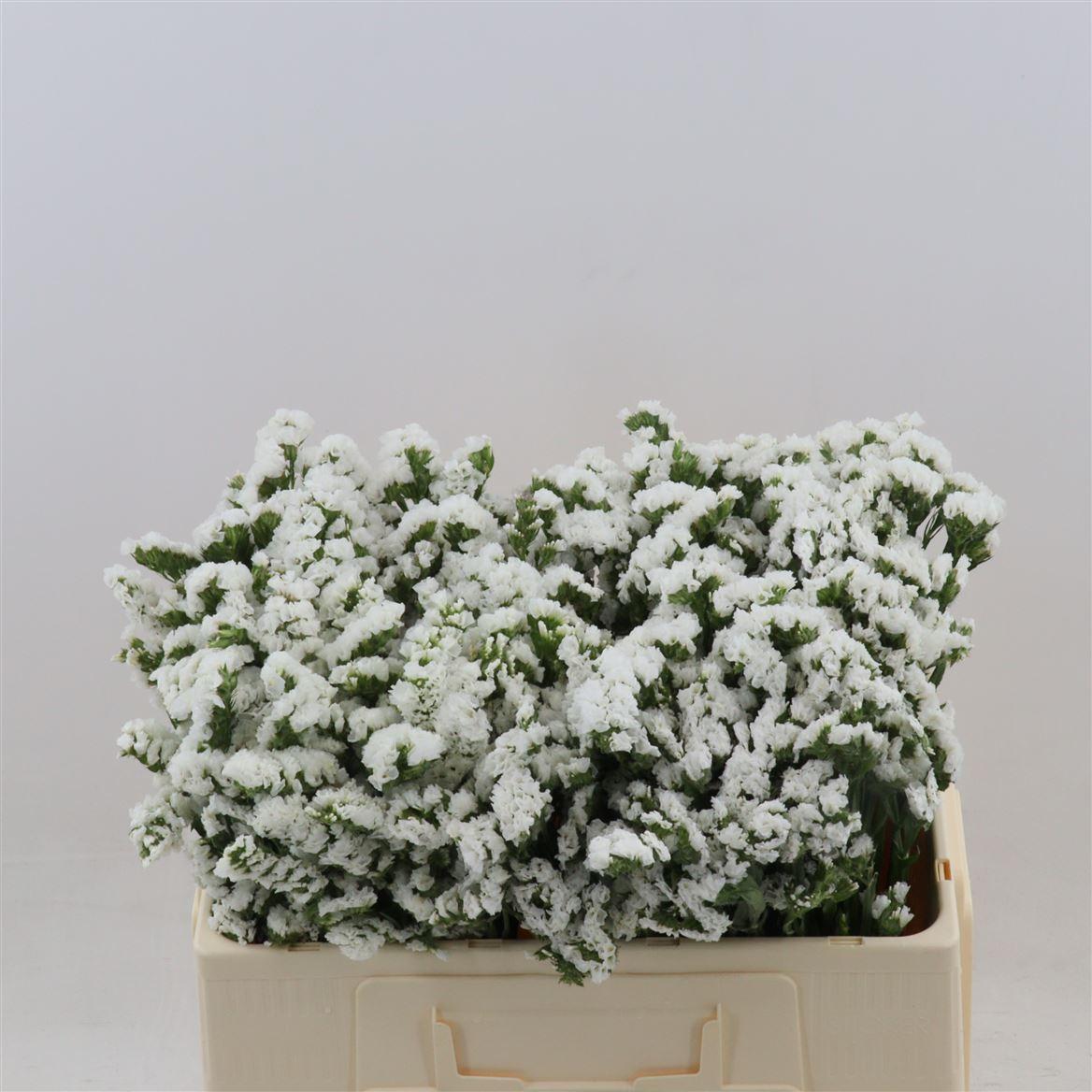 Срезанные цветы оптом Statice silvery sun birds от 100шт из Голландии с доставкой по России