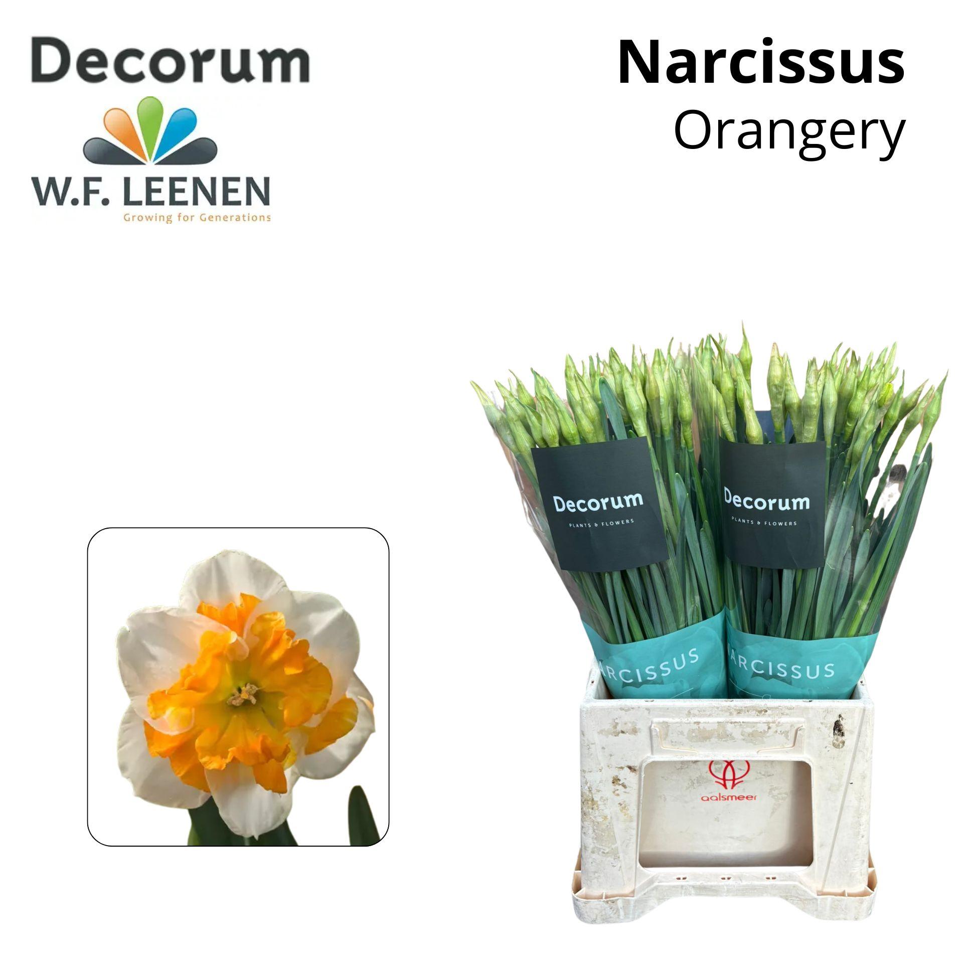 Срезанные цветы оптом Narcissus от 100шт из Голландии с доставкой по России