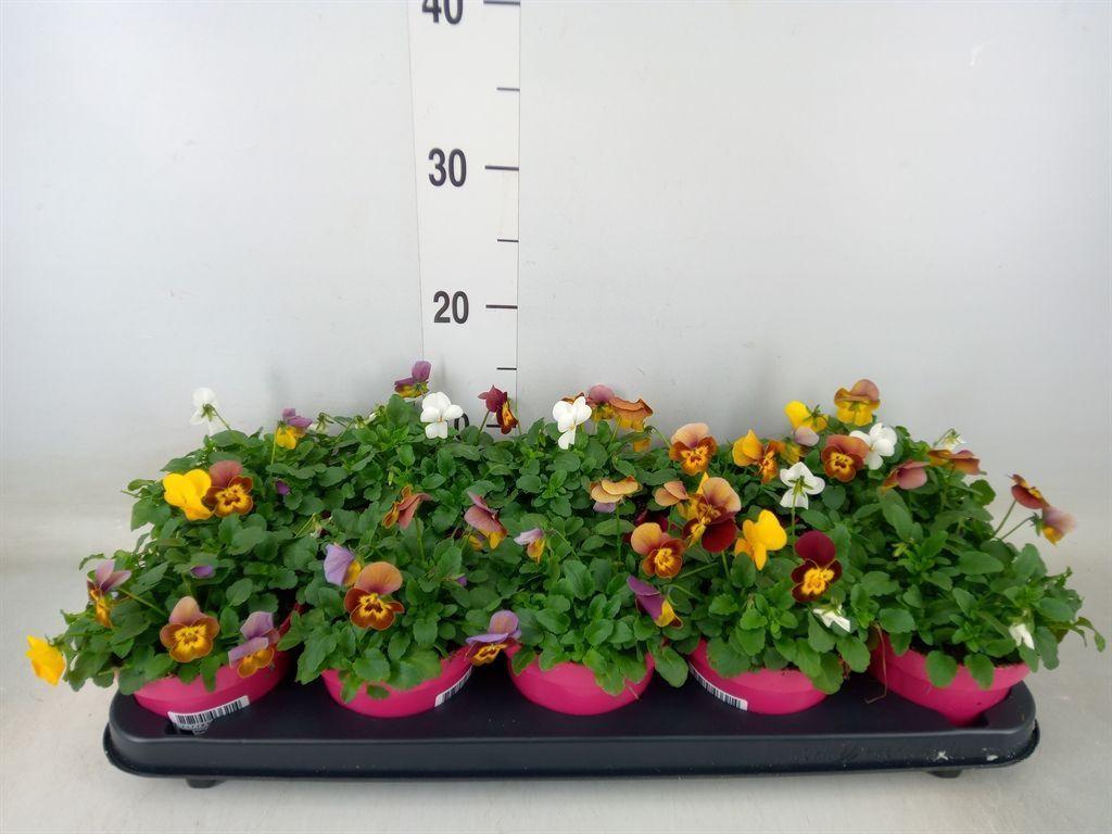 Горшечные цветы и растения оптом Viola Corn. Evo Mini Mixmasters Veg от 10шт (для телеги) из Голландии с доставкой по России