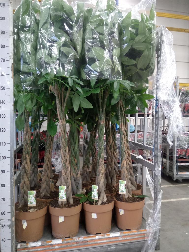 Горшечные цветы и растения оптом Pachira Aquatica от 1шт из Голландии с доставкой по России