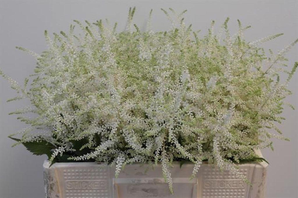 Срезанные цветы оптом Astilbe washington от 80шт из Голландии с доставкой по России Срезанные цветы оптом Astilbe washington от 80шт из Голландии с доставкой по России