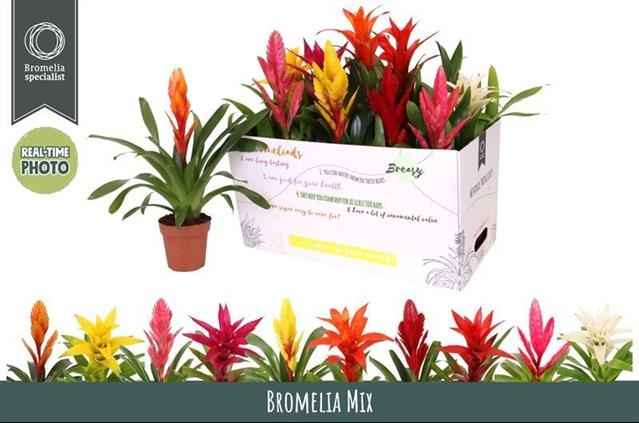 Горшечные цветы и растения оптом Bromelia Gem 6 Srt от 10шт из Голландии с доставкой по России