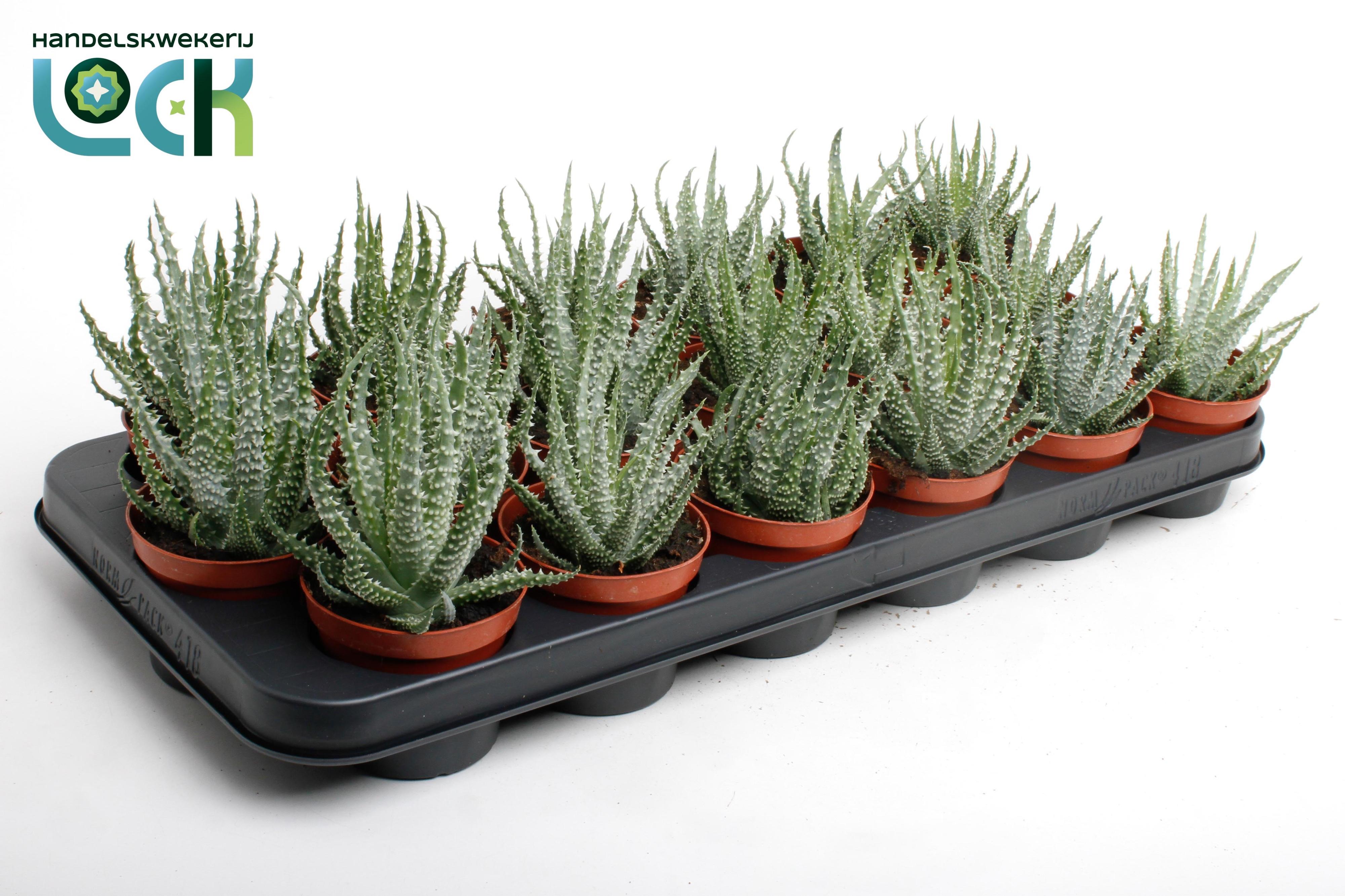 Горшечные цветы и растения оптом Aloe Humulis от 12шт (для телеги) из Голландии с доставкой по России