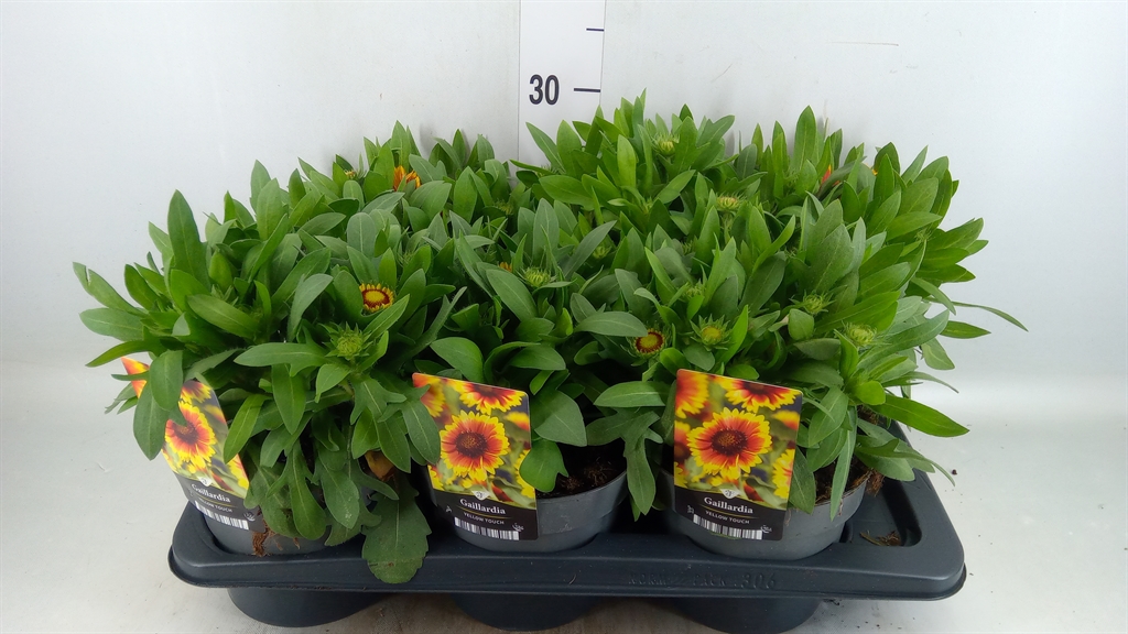 Горшечные цветы и растения оптом Gaillardia   ... от 6шт из Голландии с доставкой по России