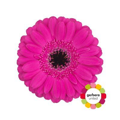 Срезанные цветы оптом Germini diamond anna от 80шт из Голландии с доставкой по России