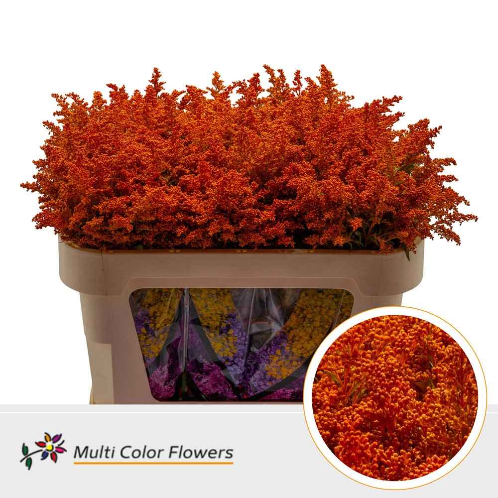 Срезанные цветы оптом Solidago paint orange от 100шт из Голландии с доставкой по России