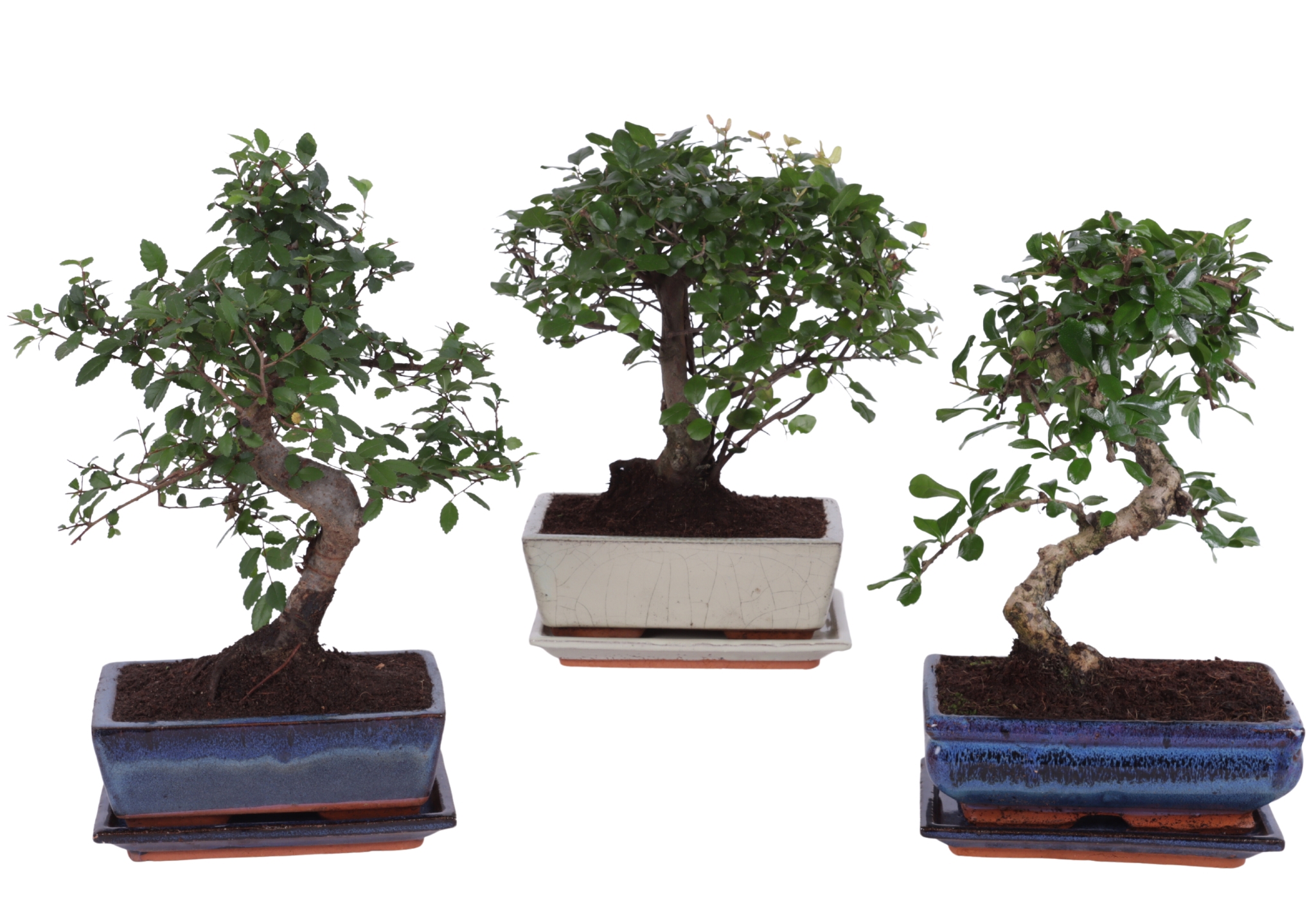 Горшечные цветы и растения оптом Bonsai Mix In Ceramic Ball/s-shape With Sa от 6шт из Голландии с доставкой по России