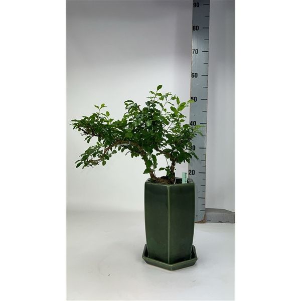 Горшечные цветы и растения оптом Bonsai Ligustrum Sinense, Pot 12cm, With Driptray от 1шт из Голландии с доставкой по России