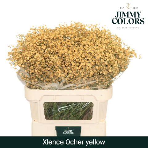 Срезанные цветы оптом Gyps large paint ocher yellow от 50шт из Голландии с доставкой по России