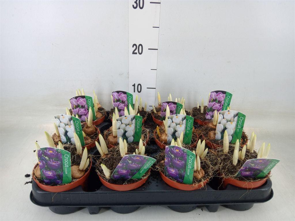 Горшечные цветы и растения оптом Crocus   ...in Pot от 12шт (для телеги) из Голландии с доставкой по России