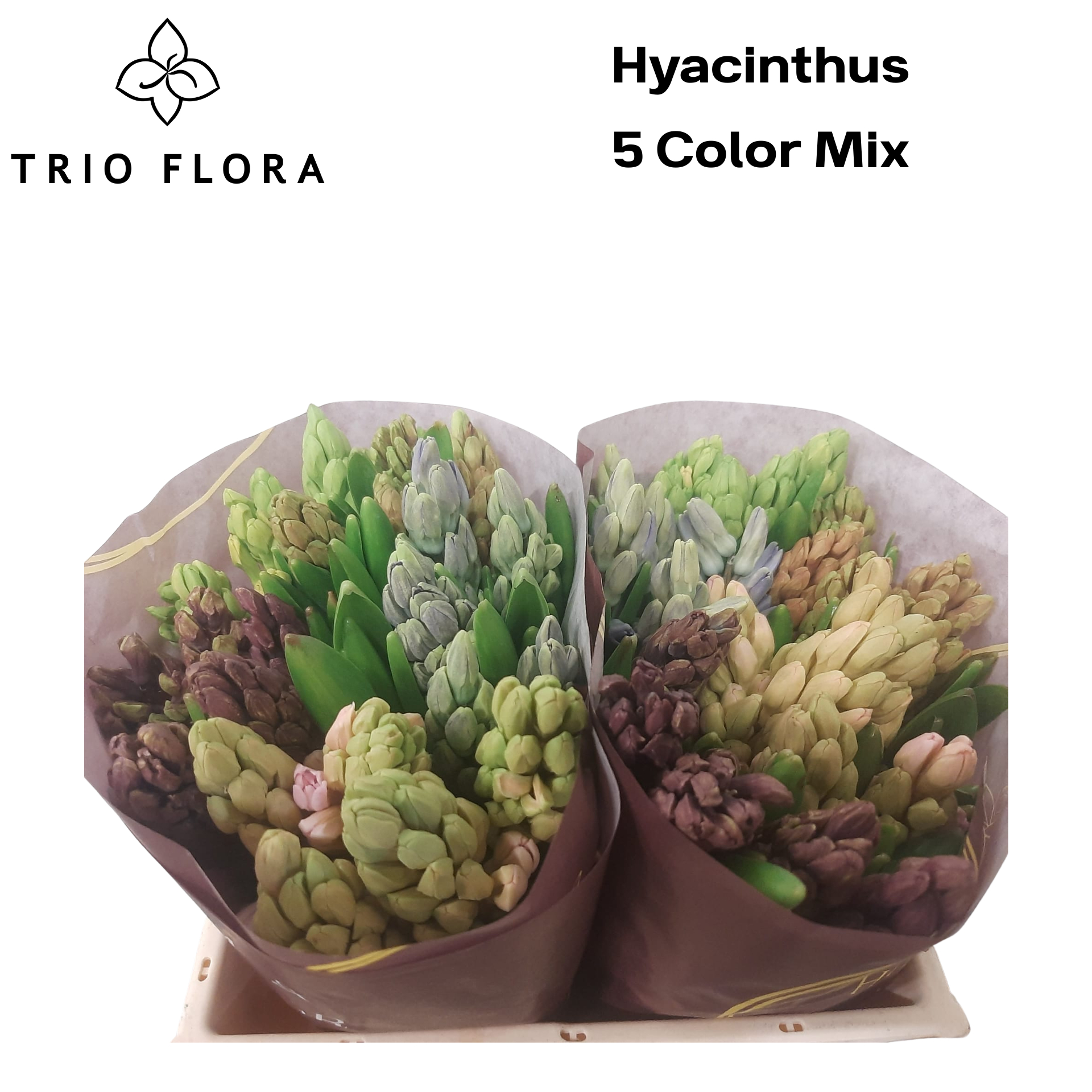 Срезанные цветы оптом Hyacinthus 5 colour mix in bucket от 50шт из Голландии с доставкой по России