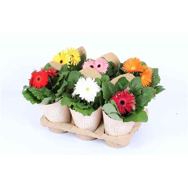 Горшечные цветы и растения оптом Gerbera Mix In Bag 2+ от 6шт из Голландии с доставкой по России