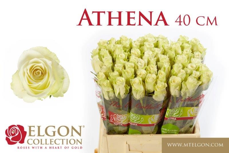 Срезанные цветы оптом Rosa large athena от 540шт. из Голландии с доставкой по России
