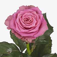 Срезанные цветы оптом Rosa la charlotte от 50шт из Голландии с доставкой по России