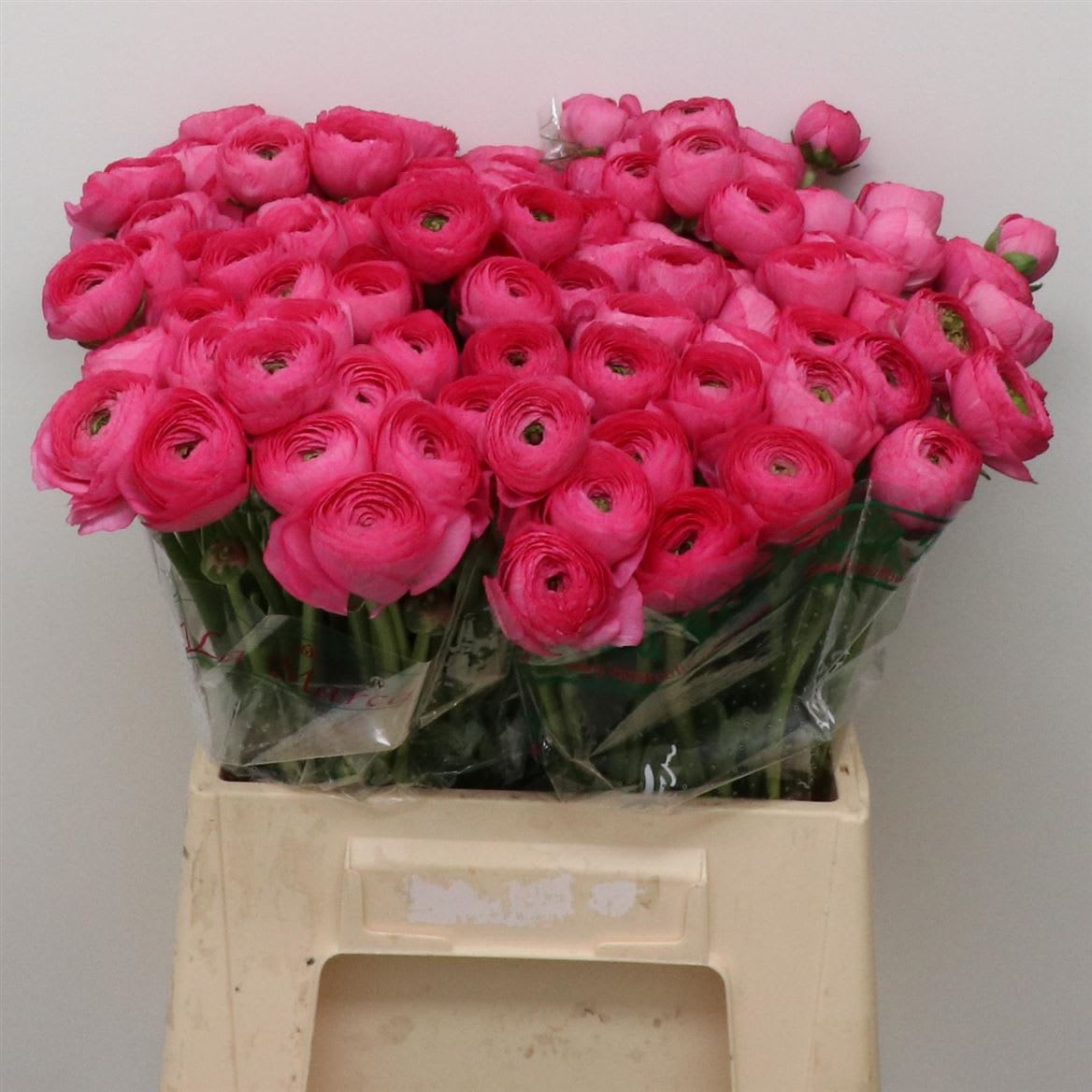 Срезанные цветы оптом Ranunculus succes laser hot pink от 100шт из Голландии с доставкой по России