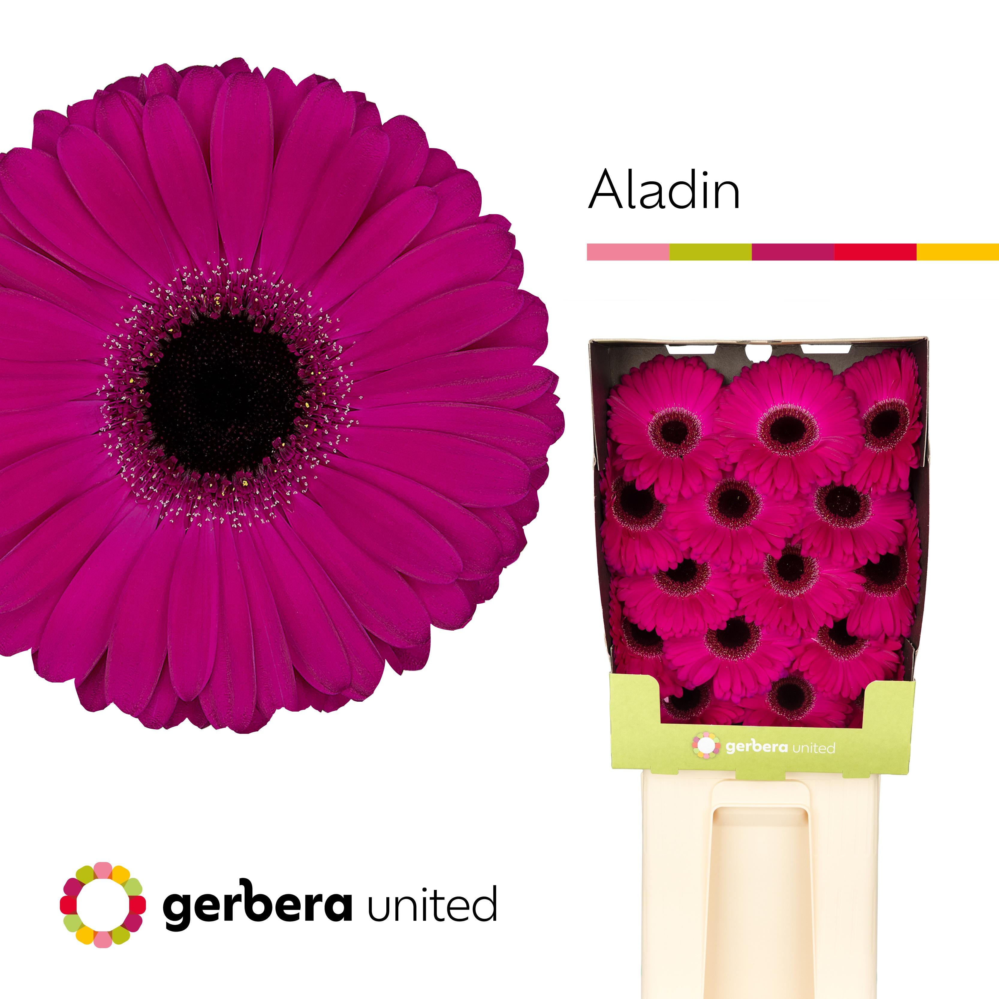 Срезанные цветы оптом Gerbera diamond aladin от 45шт из Голландии с доставкой по России
