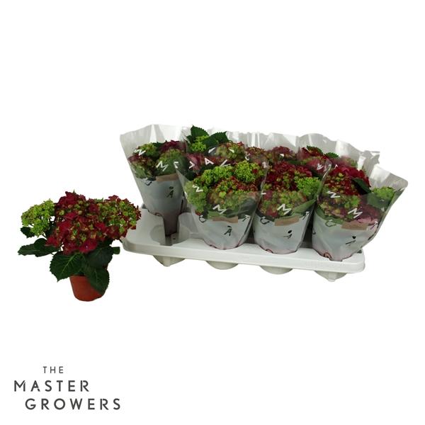 Горшечные цветы и растения оптом Hydrangea Ma Red 3+ от 8шт из Голландии с доставкой по России Горшечные цветы и растения оптом Hydrangea Ma Red 3+ от 8шт из Голландии с доставкой по России