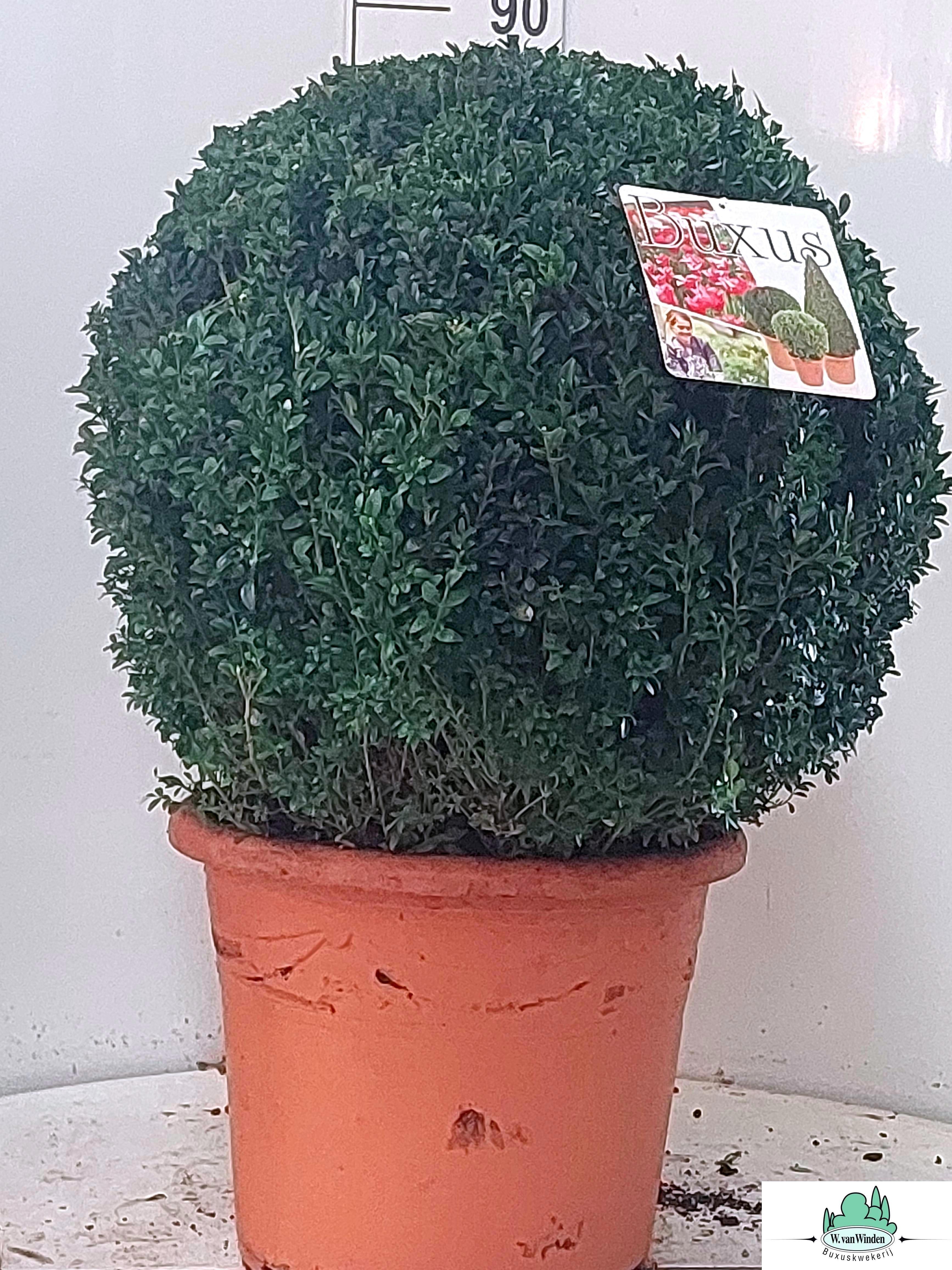 Горшечные цветы и растения оптом Buxu Sempervirens от 1шт из Голландии с доставкой по России