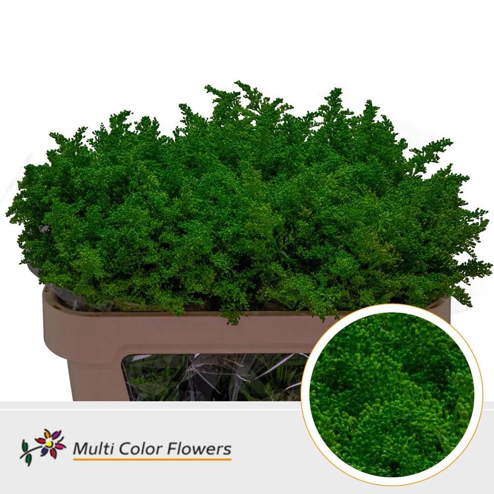 Срезанные цветы оптом Solidago paint green от 100шт из Голландии с доставкой по России