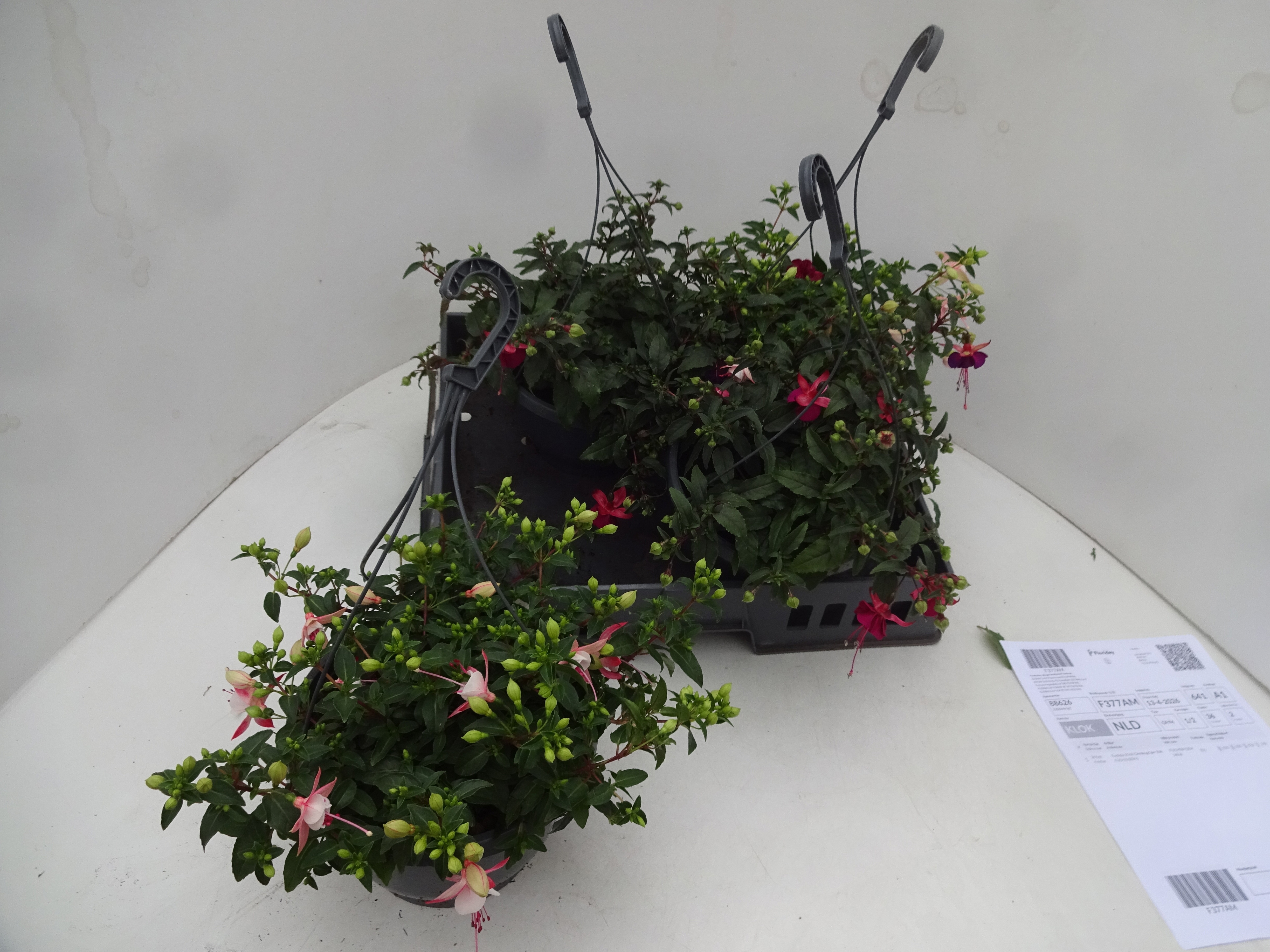 Горшечные цветы и растения оптом Fuchsia Gem от 4шт из Голландии с доставкой по России