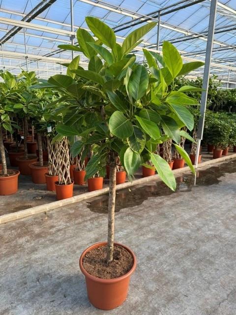 Горшечные цветы и растения оптом Ficus Altissima от 1шт из Голландии с доставкой по России