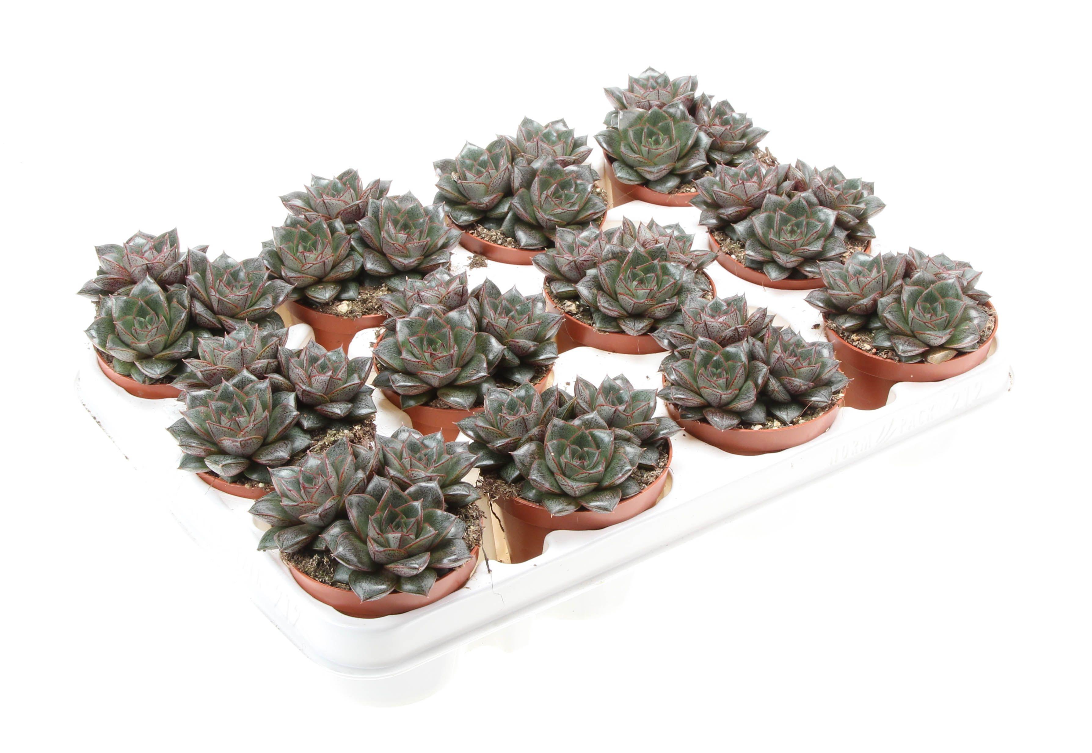 Горшечные цветы и растения оптом Echeveria Purper Trio от 12шт (для телеги) из Голландии с доставкой по России