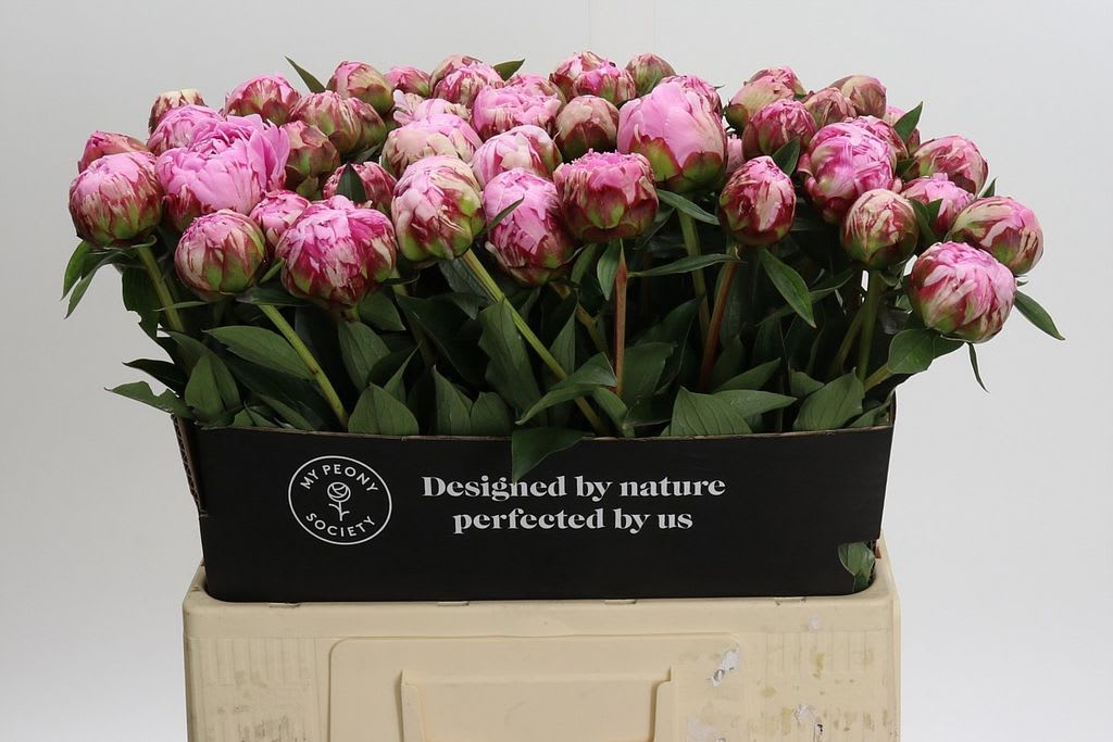 Срезанные цветы оптом Paeonia sarah bernhardt от 60шт.. из Голландии с доставкой по России