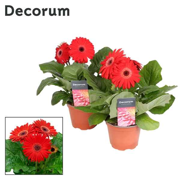 Горшечные цветы и растения оптом Gerbera Mix 2+ (decorum) от 10шт из Голландии с доставкой по России