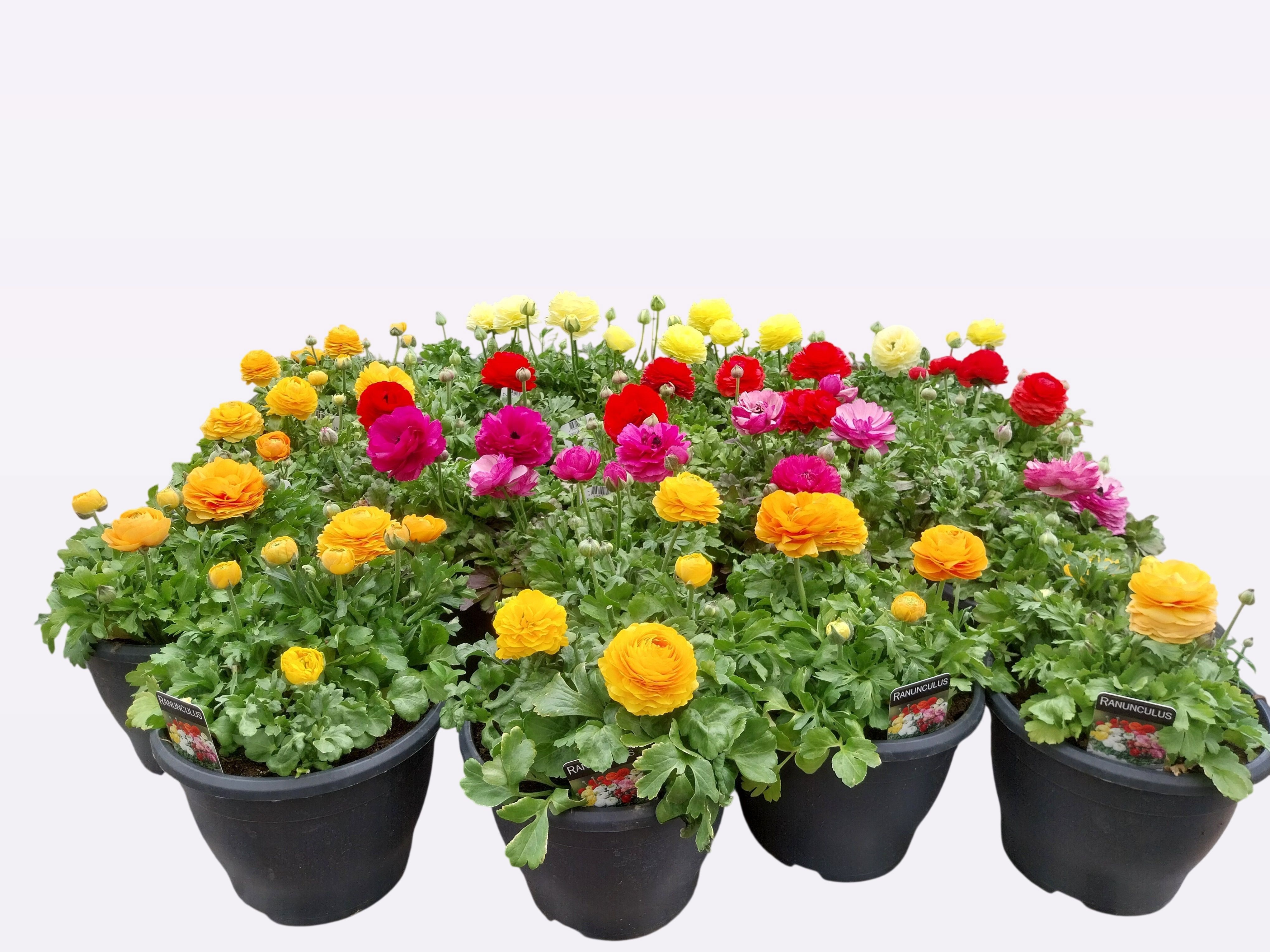 Горшечные цветы и растения оптом Ranun Gem от 1шт из Голландии с доставкой по России
