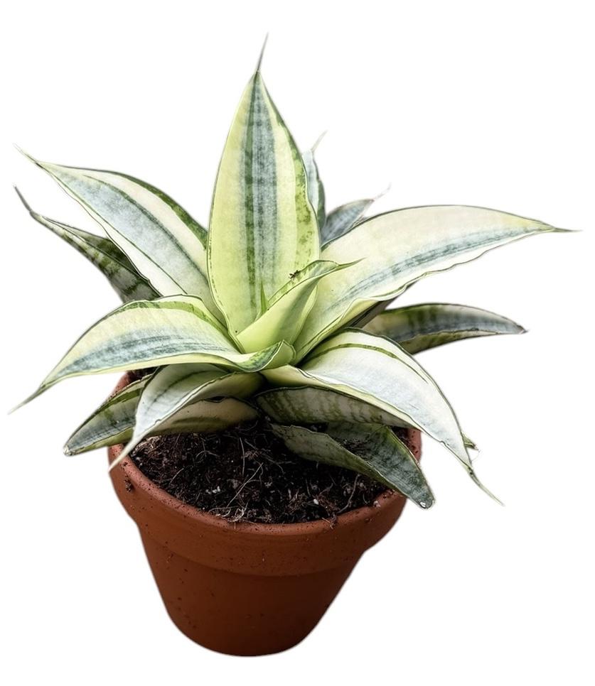 Горшечные цветы и растения оптом Sansevieria Gabriella Variegata от 1шт (для телеги) из Голландии с доставкой по России