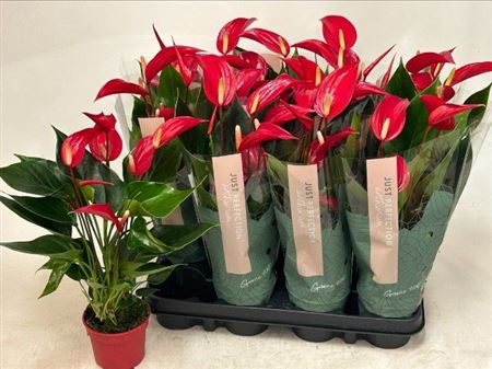 Горшечные цветы и растения оптом Anthu Banderola Roja 5-6+ от 12шт (для телеги) из Голландии с доставкой по России