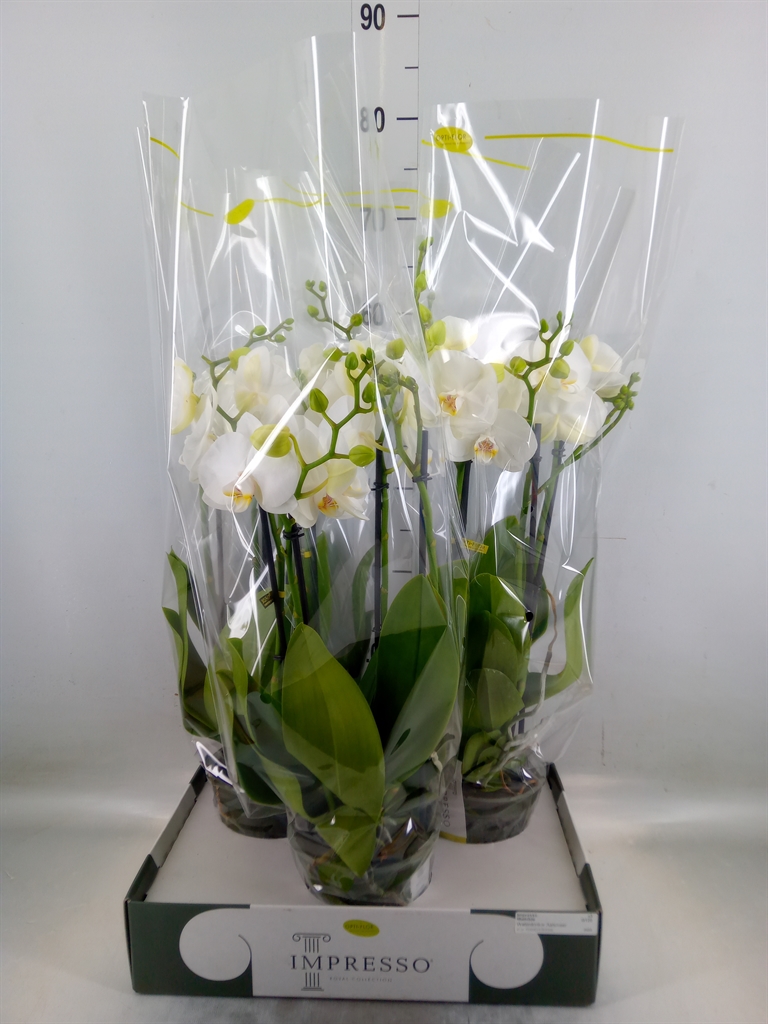 Горшечные цветы и растения оптом Phalaenopsis   ...white от 3шт из Голландии с доставкой по России