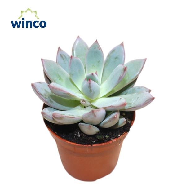 Горшечные цветы и растения оптом Echeveira Yummie от 20шт (для телеги) из Голландии с доставкой по России