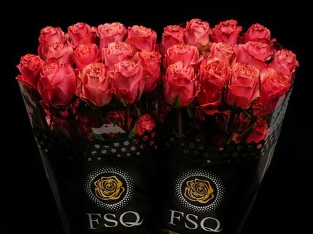 Срезанные цветы оптом Rosa ec hot carpe diem от 40шт. из Голландии с доставкой по России