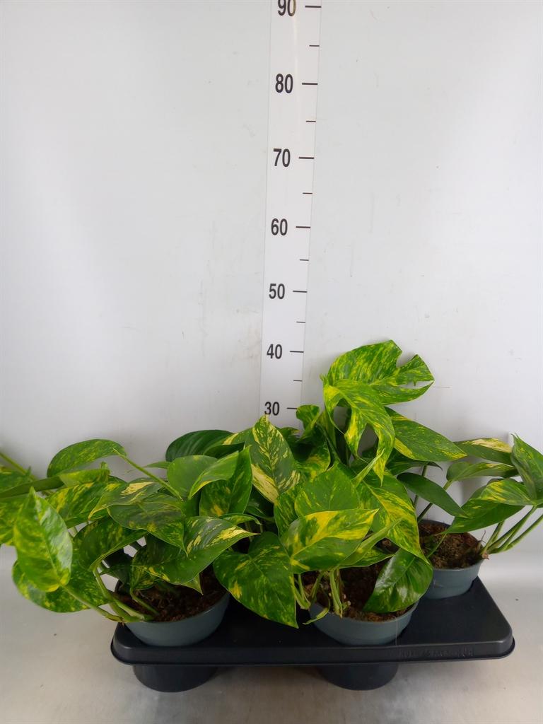 Горшечные цветы и растения оптом Epipremnum   ... от 4шт из Голландии с доставкой по России