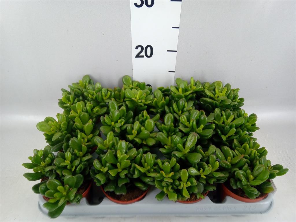 Горшечные цветы и растения оптом Crassula Ovata gandalf от 12шт (для телеги) из Голландии с доставкой по России