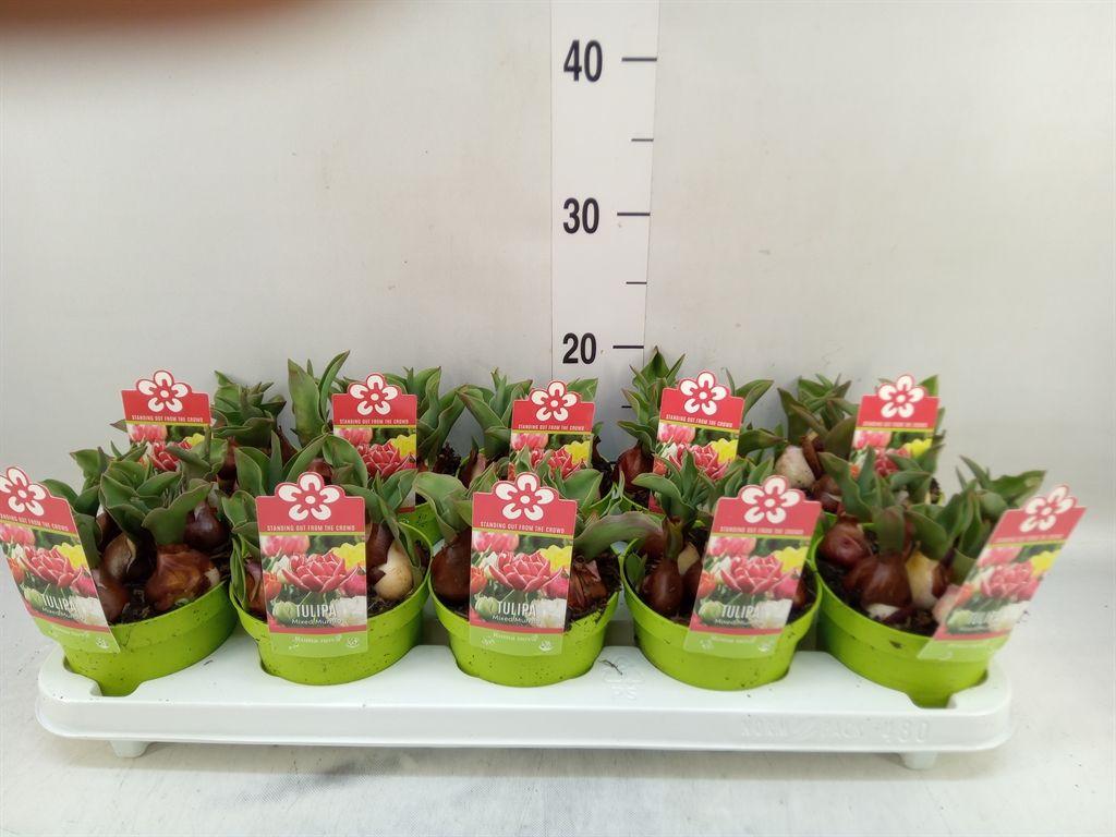 Горшечные цветы и растения оптом Tulipa Du   ... от 10шт из Голландии с доставкой по России