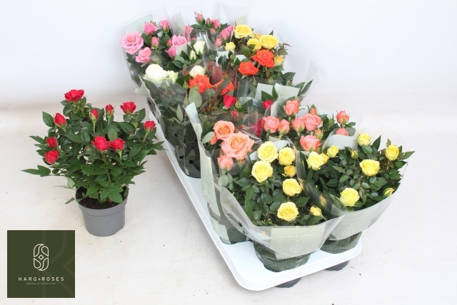 Горшечные цветы и растения оптом Ro Kordana Gem 6 Srt от 12шт из Голландии с доставкой по России