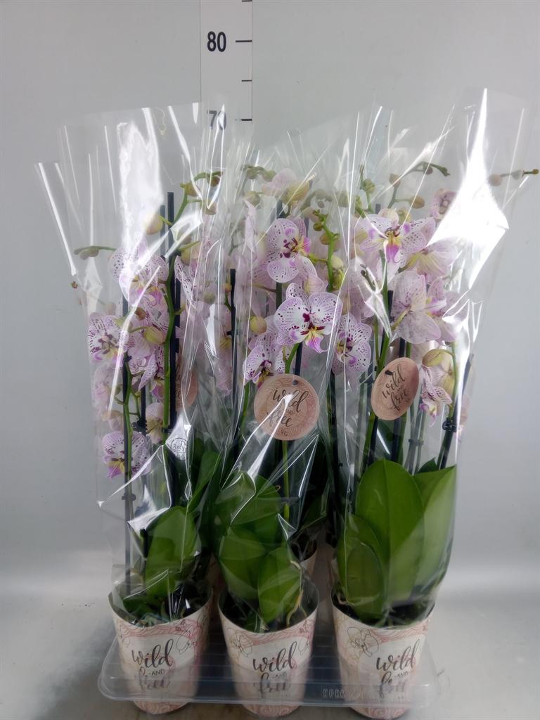 Горшечные цветы и растения оптом Phal 2st Peach Tulp от 6шт из Голландии с доставкой по России
