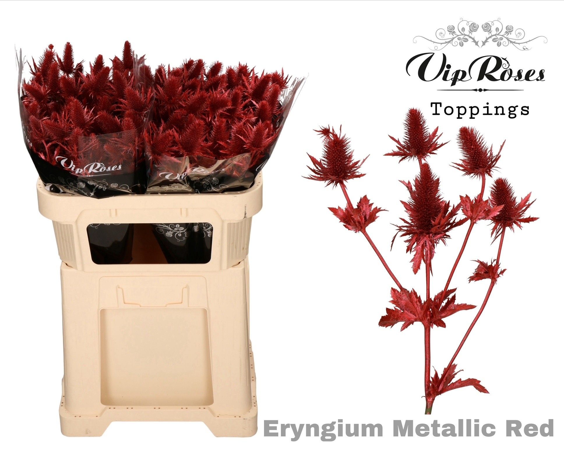 Срезанные цветы оптом Eryngium paint metallic red от 20шт из Голландии с доставкой по России