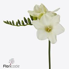 Срезанные цветы оптом Freesia si avenue от 100шт из Голландии с доставкой по России