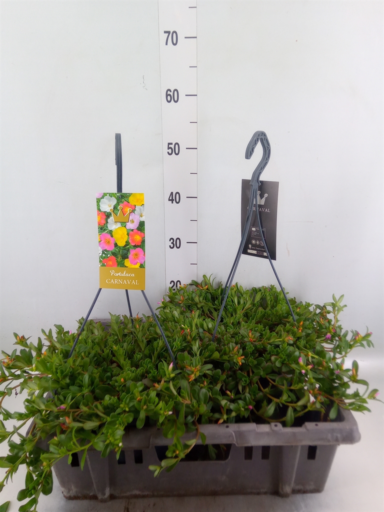 Горшечные цветы и растения оптом Portulaca   ...mix In Pot от 2шт из Голландии с доставкой по России