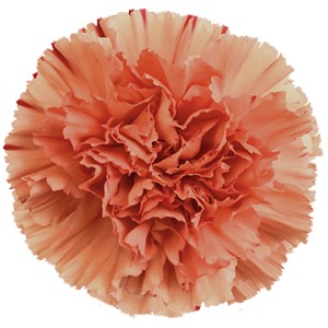 Срезанные цветы оптом Dianthus st orange от 240шт из Голландии с доставкой по России