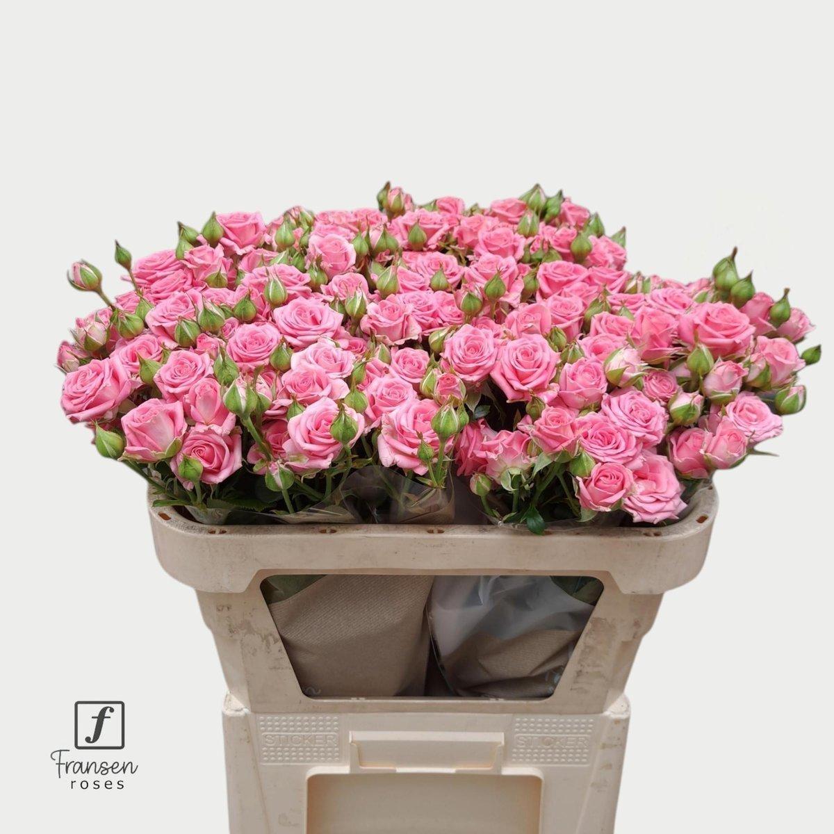 Срезанные цветы оптом Rosa spray emilia от 30шт из Голландии с доставкой по России