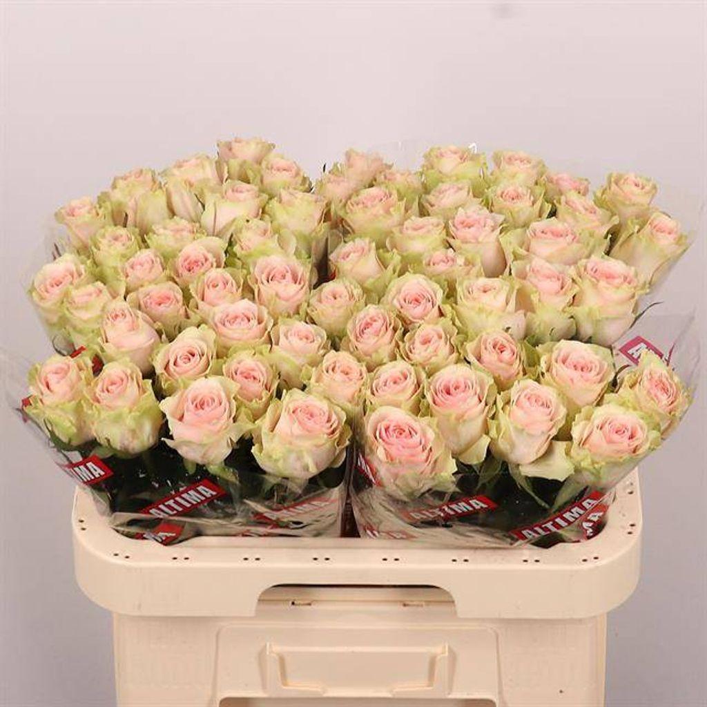 Срезанные цветы оптом Rosa large frutteto от 60шт из Голландии с доставкой по России