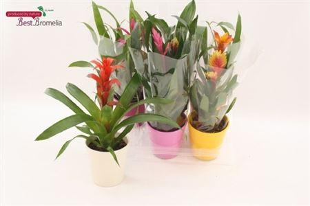 Горшечные цветы и растения оптом Bromelia Gem Decopotten от 6шт из Голландии с доставкой по России