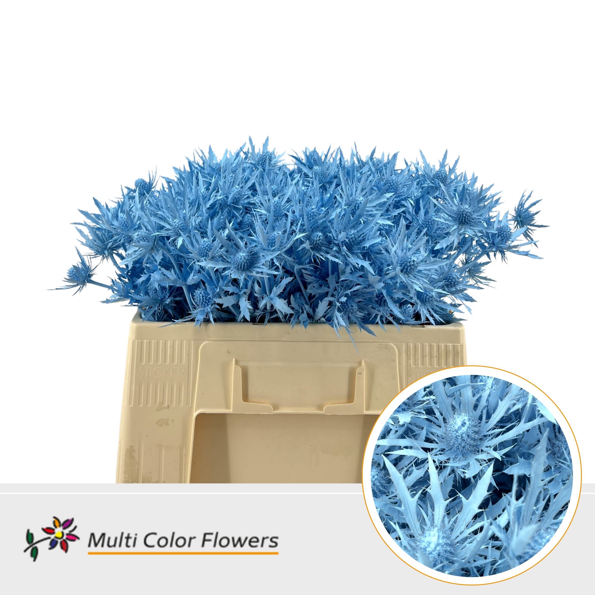 Срезанные цветы оптом Eryngium paint blue light от 60шт из Голландии с доставкой по России